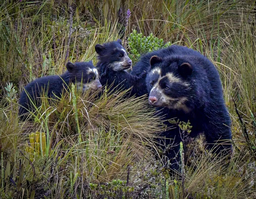 Spectacled Bear