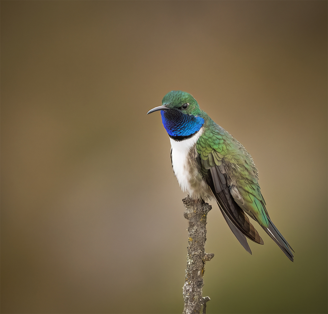 Hummingbirds of Ecuador