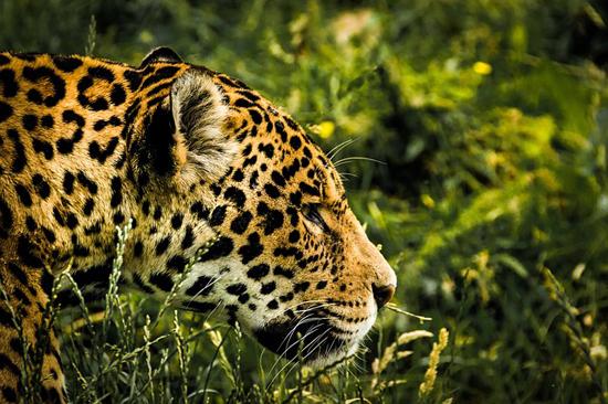 BRAZIL'S PANTANAL & ATLANTIC FOREST