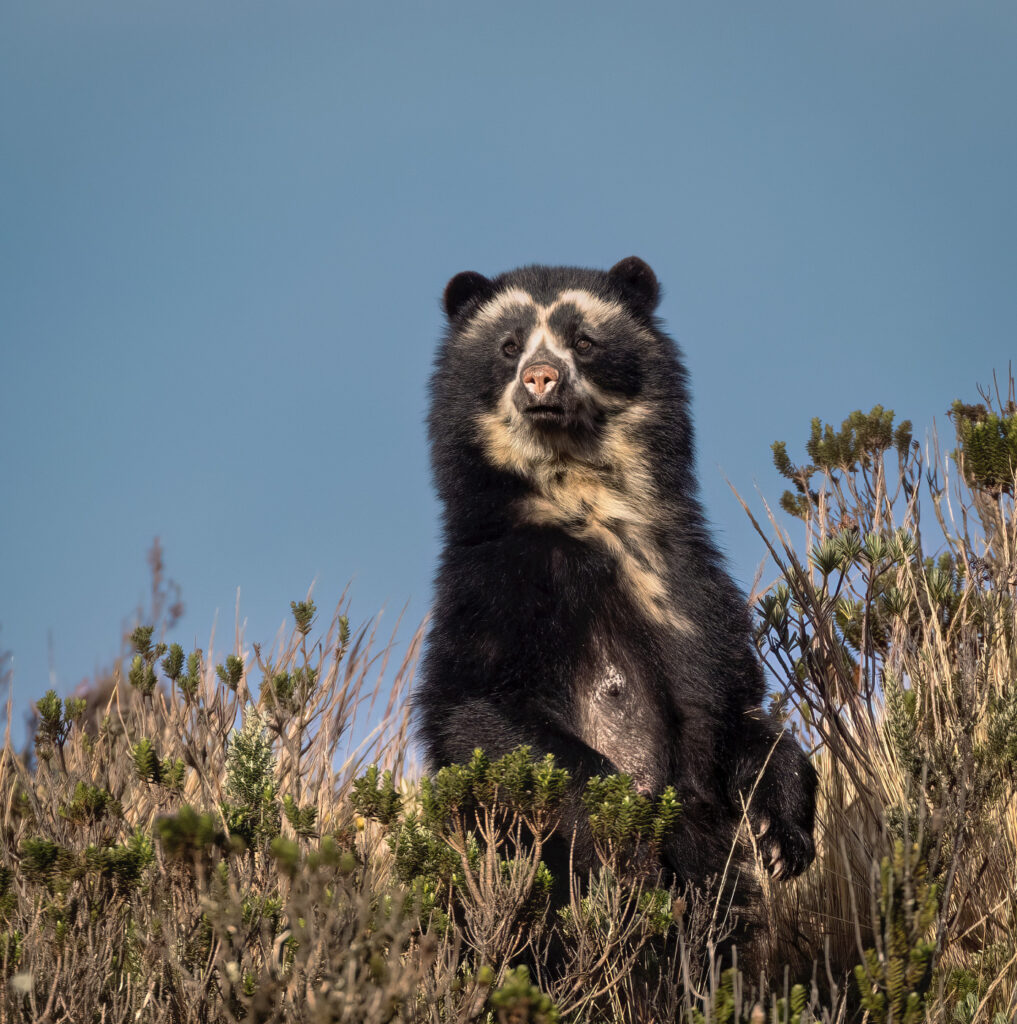 Spectacled Bear