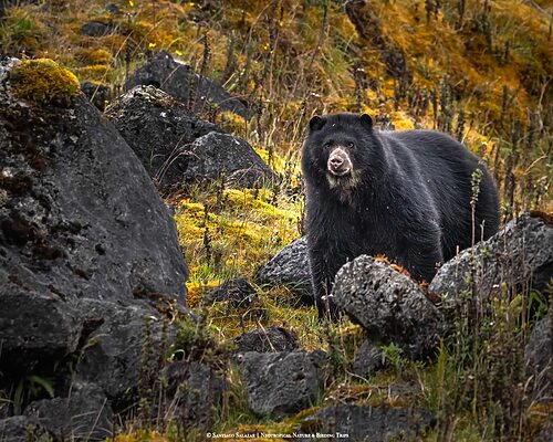 Andean-Bear-Male-Chingaza-1 Andean Bear Colombia