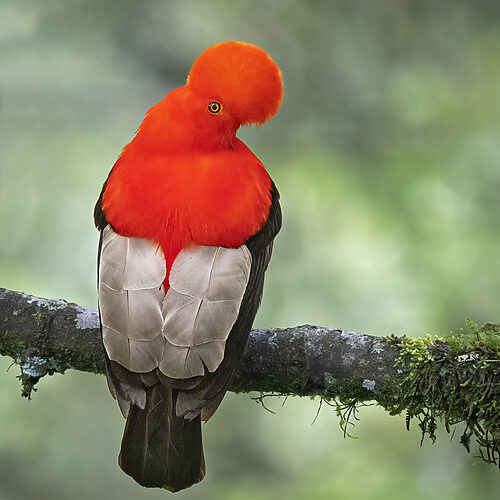 Andean Cock of the Rock