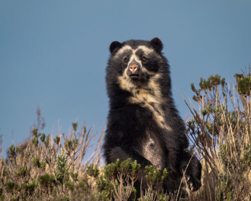 Spectacled Bear