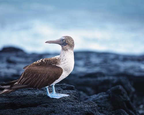 Blue-footed Booby