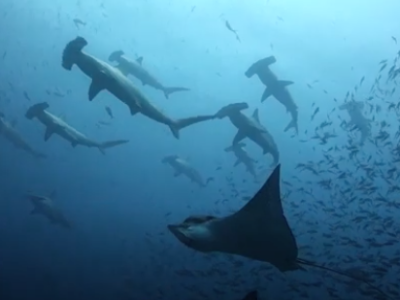 Hammerhead Sharks