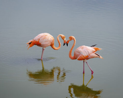 Flamingos Isabela web