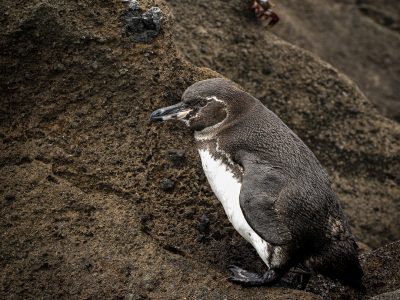 Galapagos Penguin