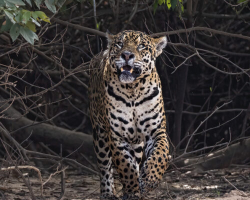 Jaguar in Pantanal