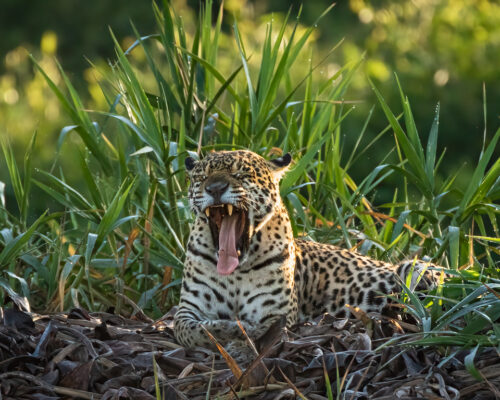 Jaguar in Pantanal