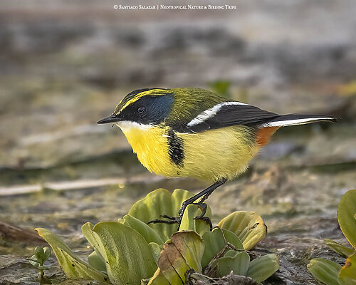Many-colored Rush Tyrant Birds of Peru