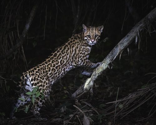 Ocelot in Pantanal Brazil