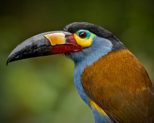 Birds of Ecuador - Chocó Endemics