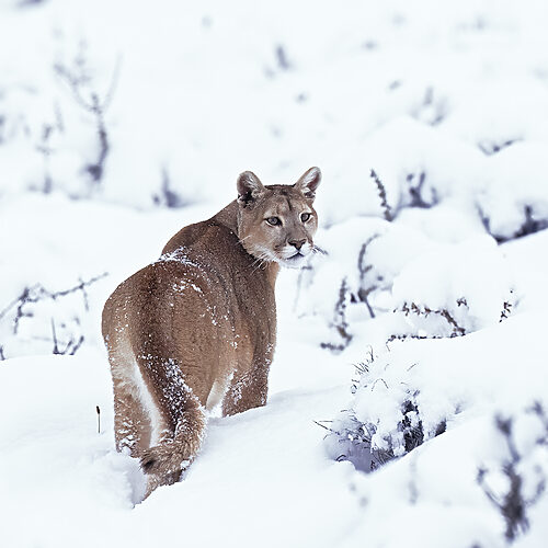 Pumas at Torres del Paine