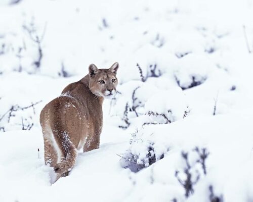 Puma Tracking at Torres del Paine