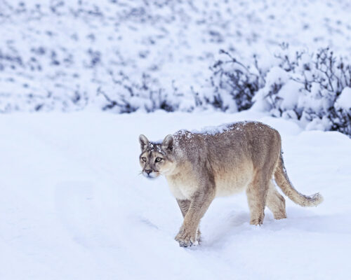 Wildlife Phototours