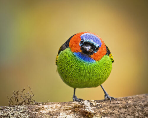 Atlantic Forest Birds