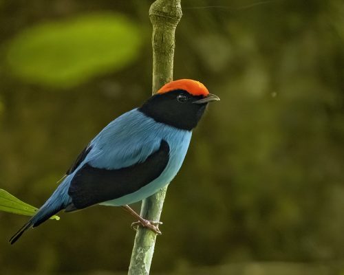 Endemic birds of the Atlantic Forest