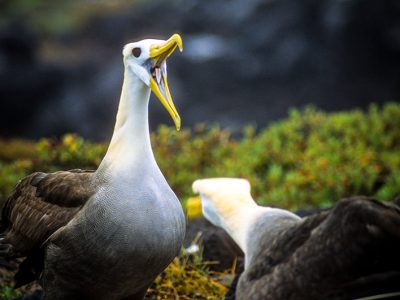 albatro-cortejo-baja_3_orig