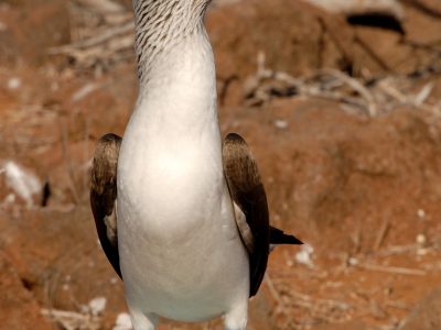 booby, galapagos, blue-footed