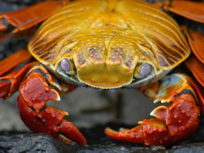 crab, galapagos, krabbe