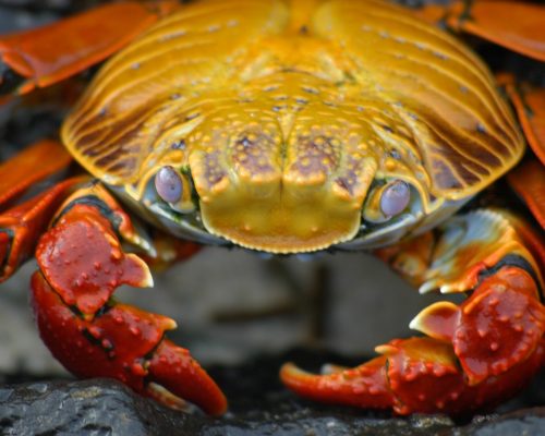 crab-galapagos-krabbe-2113967