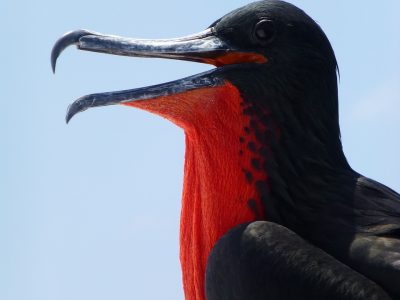 frigate bird, frigate, galapagos