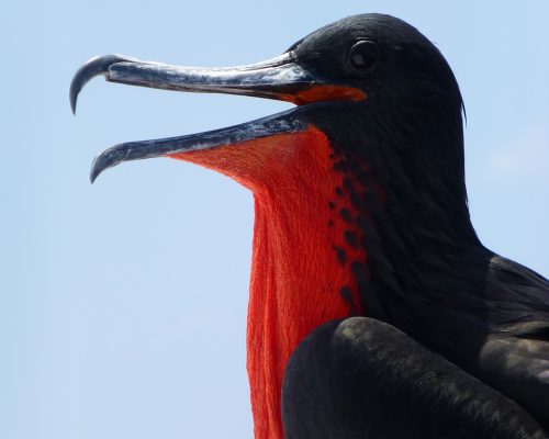 frigate bird, frigate, galapagos