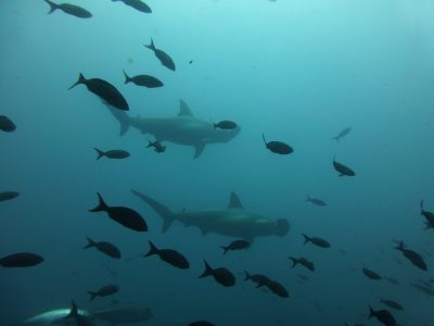 hammerhead shark, shark, galapagos