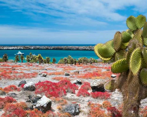 south-plaza-island-galapagos