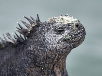 the galapagos, lizard, iguana