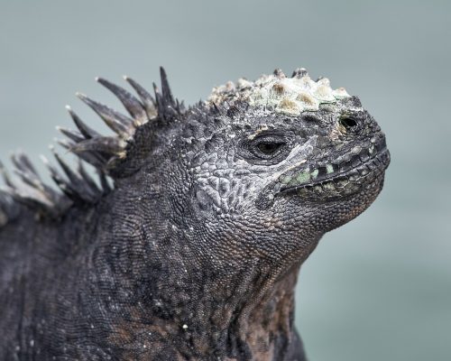 the galapagos, lizard, iguana